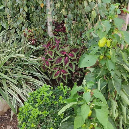 Breza Σίμπενικ