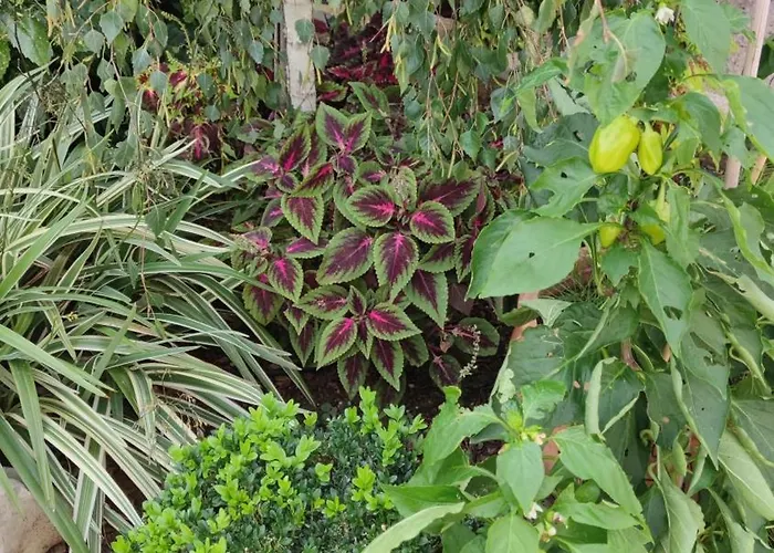 Breza Σίμπενικ